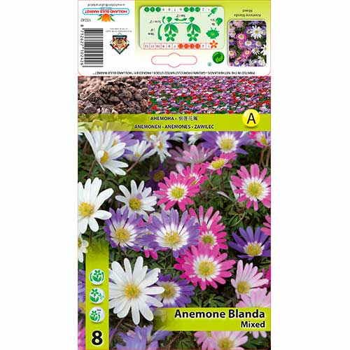8 cebul, Zawilec (Anemone) Blanda, mix kolorów - Cebule: Ilość w opakowaniu: 8 cebul