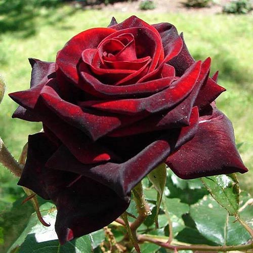 1 buc, Trandafir floribunda Negro - Butași: Mod de ambalare: 1 buc
