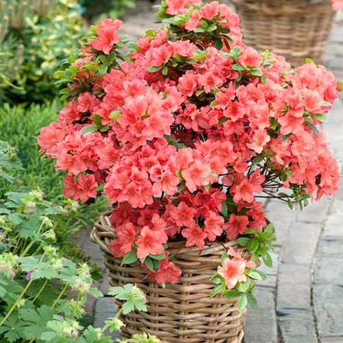 1 buc, Rhododendron Brilliant - Răsaduri: Mod de ambalare: 1 buc