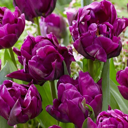 10 Stück, Tulpe Purple Jacket - Blumenzwiebeln: Ilość w opakowaniu: 10 Stück
