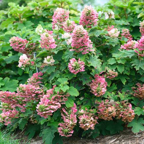 1 szt, Hortensie Eichenblättrige Ruby Slippers - Setzlinge: Ilość w opakowaniu: 1 szt