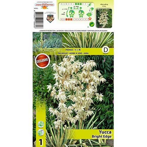 1 buc, Yucca Bright Edge - Bulbi: Mod de ambalare: 1 buc