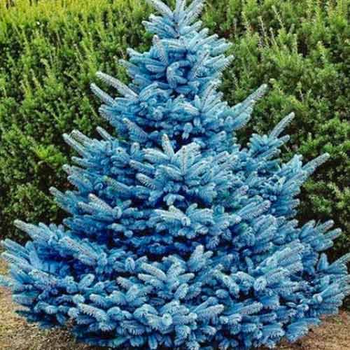 1 buc, Molid argintiu Majestic Blue, Р9 - Puieți: Mod de ambalare: 1 buc