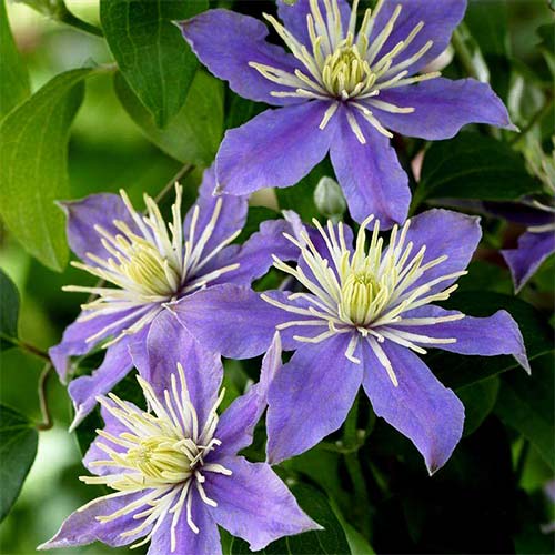 1 buc, Clematis Justa - Răsaduri: Mod de ambalare: 1 buc