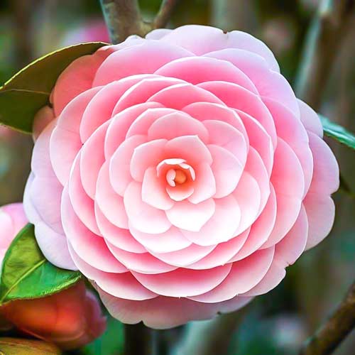 1 db, Japán kamélia Pink - Évelő: Mod de ambalare: 1 db