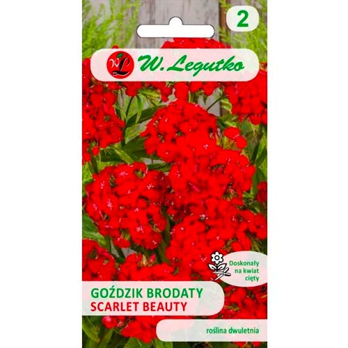 1 szt, Goździk brodaty Scarlet Beauty - Nasiona: Ilość w opakowaniu: 0.5 g
