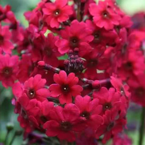 1 sadz, Pierwiosnek japoński (Primula) Miller's Crimson - Sadzonki: Ilość w opakowaniu: 1 sadz