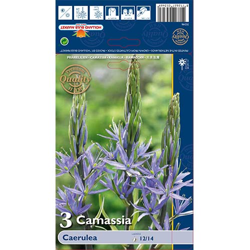 3 buc, Camassia (Zambilă indiană) Caerulea - Bulbi: Mod de ambalare: 3 buc
