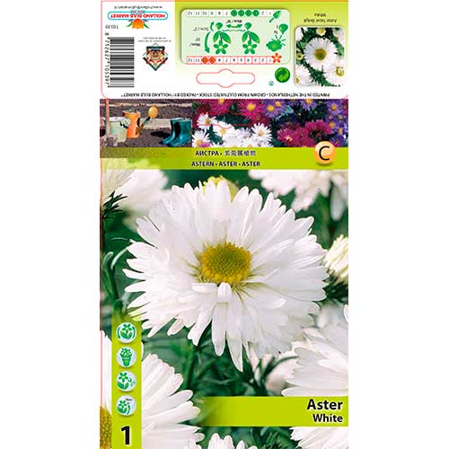 1 buc, Aster Novi-Belgii White - Bulbi: Mod de ambalare: 1 buc