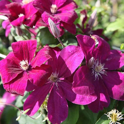 1 db, Iszalag (Clematis) Rouge Cardinal - Palánták: Mod de ambalare: 1 db