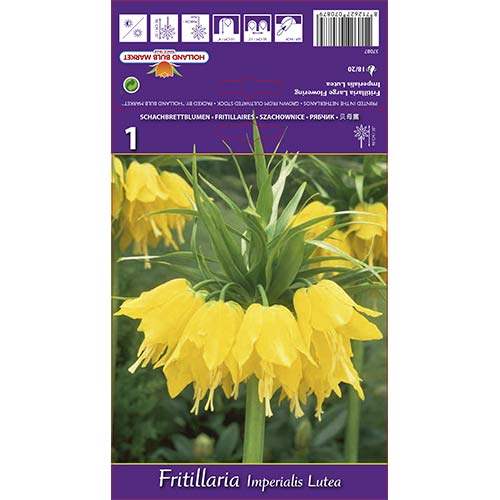 1 Stück, Kaiserkrone (Schachbrett) Lutea - Blumenzwiebeln: Ilość w opakowaniu: 1 Stück
