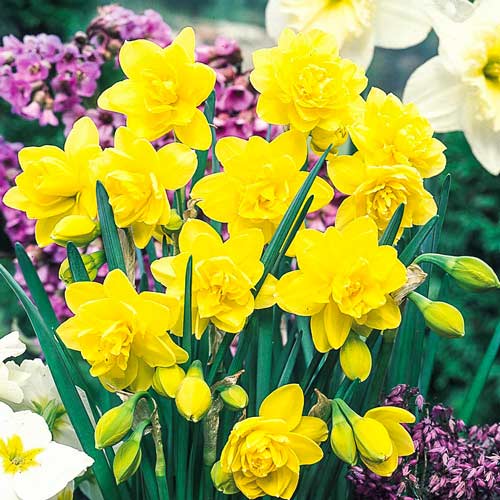 5 Stück, Narzisse Golden Ducat - Blumenzwiebeln: Ilość w opakowaniu: 5 Stück