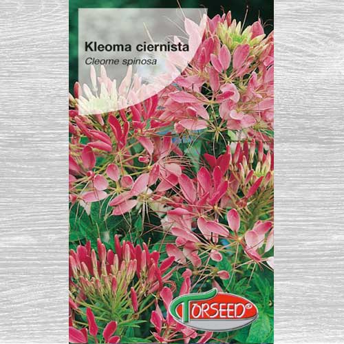 1 szt, Kleome (Cleome) ciernista różowa - Nasiona: Ilość w opakowaniu: 1 g