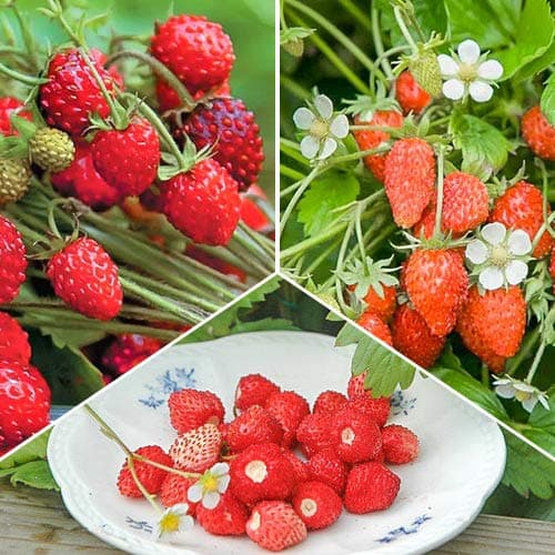 Super oferta! Zestaw poziomek Smaki dzieciństwa, 3 odmiany - Sadzonki: Ilość w opakowaniu: 3 sadz