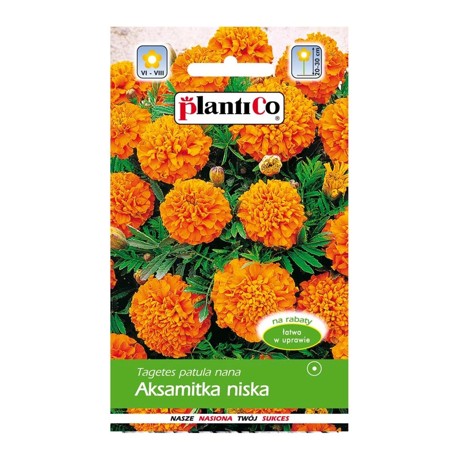 Aksamitka niska Petite Orange