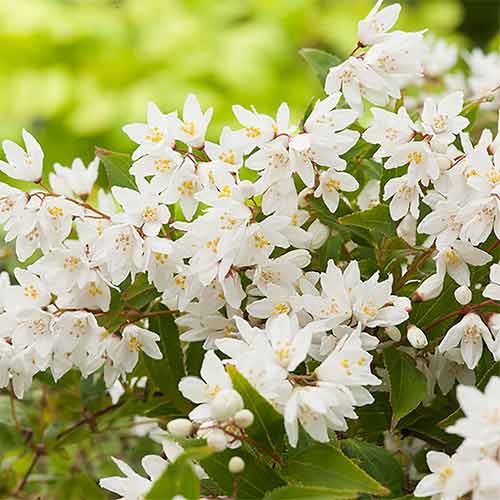 1 buc, Deutzia Nikko - Răsaduri: Mod de ambalare: 1 buc