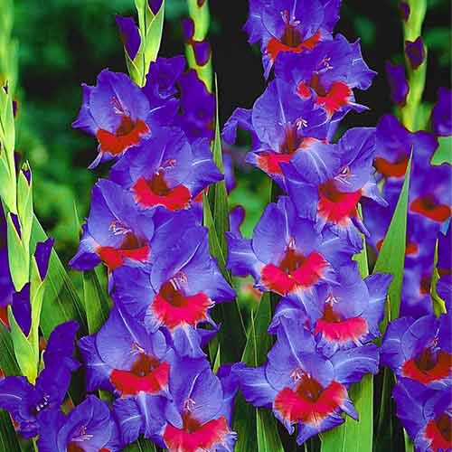 10 buc, Gladiole grandiflora Red Baron - Bulbi: Mod de ambalare: 10 buc
