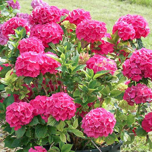 1 buc, Hortensia macrophylla Glowing Embers - Răsaduri: Mod de ambalare: 1 buc