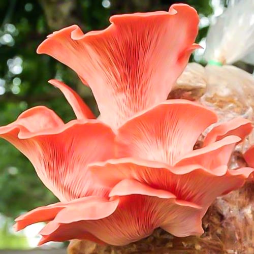 1 pac, Pleurotus Roz (Djamor) - : Mod de ambalare: 12 buc