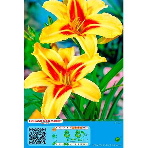 1 buc, Crin de o zi (Hemerocallis) Bonanza - Bulbi: Mod de ambalare: 1 buc