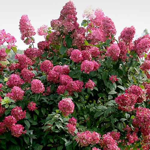 1 buc, Hortensia paniculată Red - Răsaduri: Mod de ambalare: 1 buc