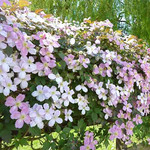 1 buc, Clematis montana Grandiflora - Răsaduri: Mod de ambalare: 1 buc