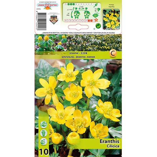 10 Stück, Winterlinge Cilicica - Blumenzwiebeln: Ilość w opakowaniu: 10 Stück