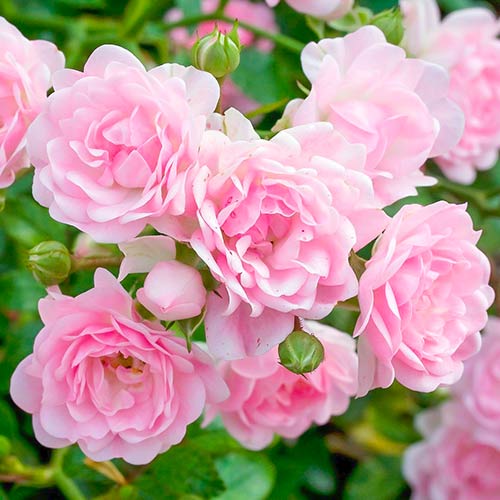 1 Pflanze(n), Rose The Fairy - Setzlinge: Ilość w opakowaniu: 1 Pflanze(n)