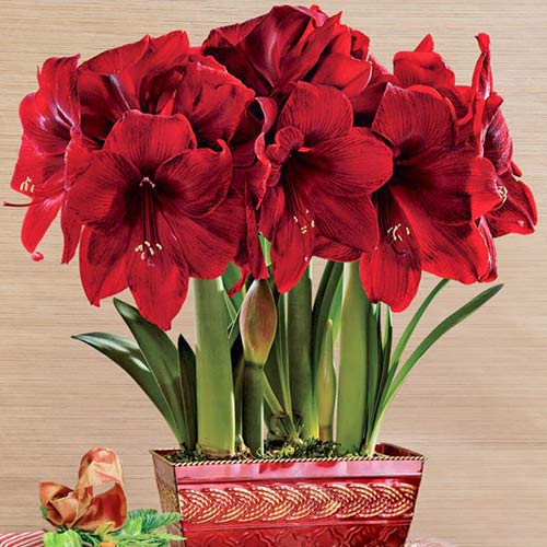 1 Stück, Amaryllis (Ritterstern) Royal Velvet - Blumenzwiebeln: Ilość w opakowaniu: 1 Stück