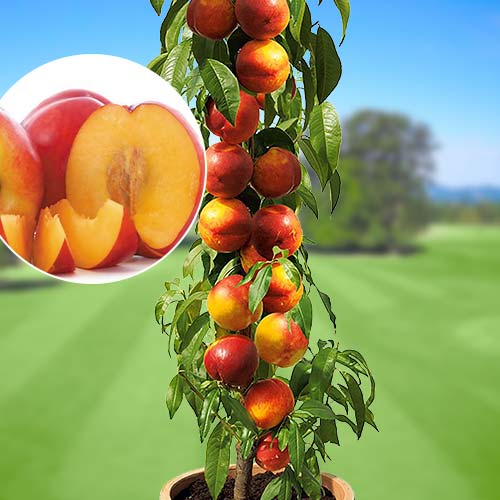 Nectarina colunar Fantasy - Plântulas: Ilość w opakowaniu: 1 plant