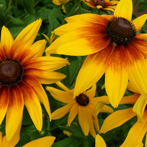 1 buc, Rudbeckia (Bulgări de soare) Maxima - Răsaduri: Mod de ambalare: 1 buc