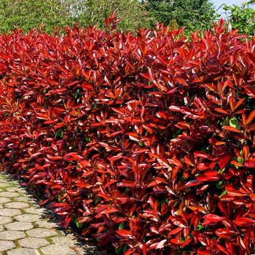 1 buc, Photinia fraseri Camilvy - Răsaduri: Mod de ambalare: 1 buc