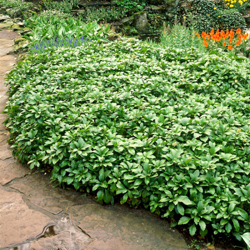 1 buc, Pachysandra Green Carpet - Răsaduri: Mod de ambalare: 1 buc