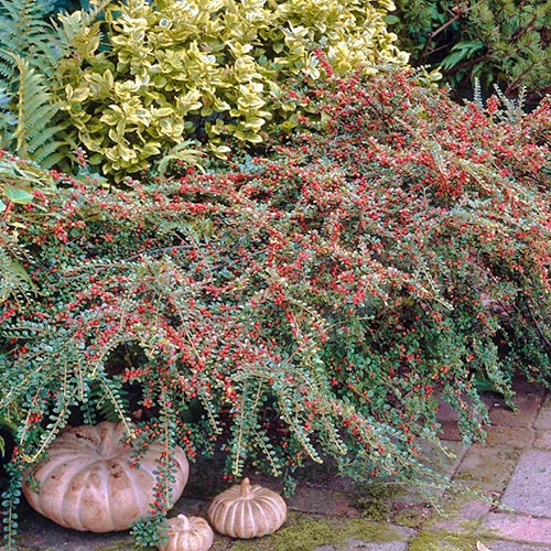 1 saz, Skalník Dammerův Coral Beauty - : Monžstvo balíkov: 1 saz