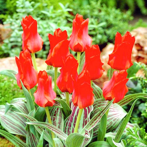 10 Stück, Tulpe Red Torch - Blumenzwiebeln: Ilość w opakowaniu: 10 Stück