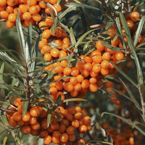 Espinheiro-marítimo Eva - Plântulas: Ilość w opakowaniu: 1 plant
