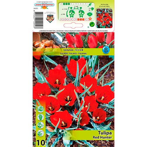 Tulipe Cazador Rojo - Bulbos: Ilość w opakowaniu: 10 bulbos