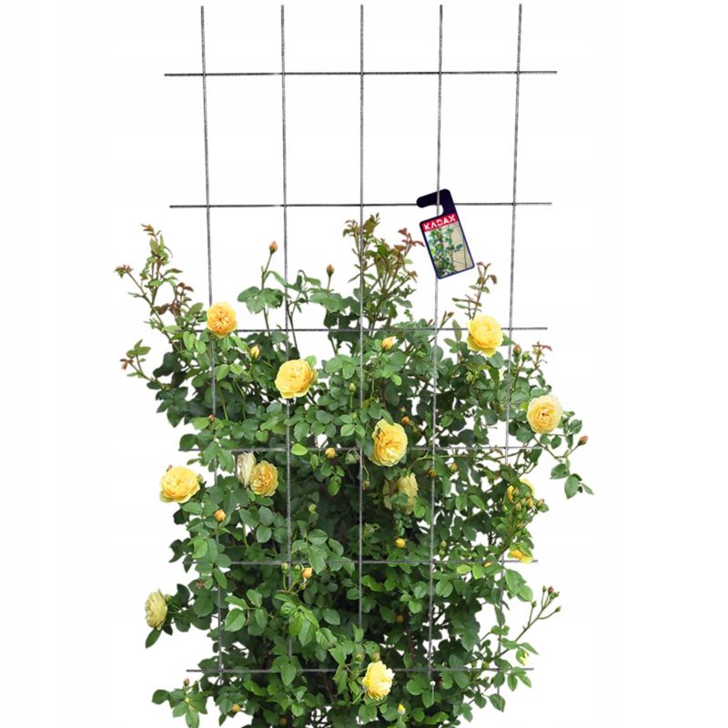 Pergola KADAX Krata Ogrodowa Na Kwiaty Do Roślin Pnących 75x150 1 szt.