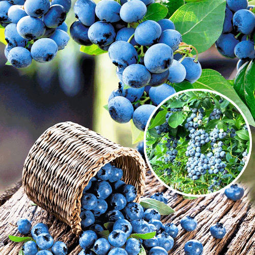 1 szt, Borówka amerykańska North Blue - Sadzonki: Ilość w opakowaniu: 1 sadz