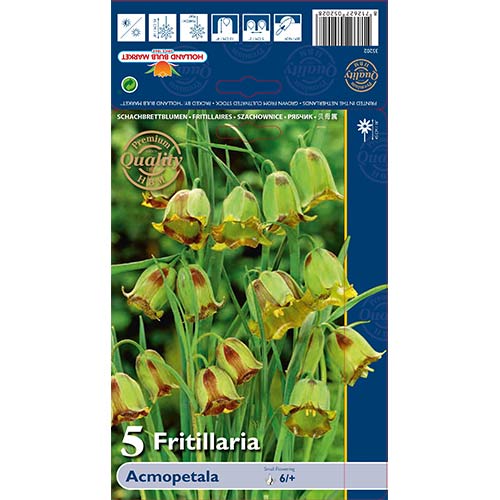 5 szt., Szachownica (Fritillaria) Acmopetala - Cebule: Ilość w opakowaniu: 5 szt.
