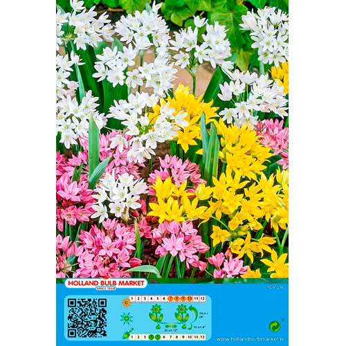 20 buc, Allium mix multicolor - Bulbi: Mod de ambalare: 20 buc