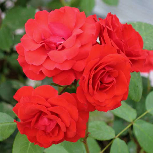 1 buc, Trandafir Floribunda Allotria - Butași: Mod de ambalare: 1 buc