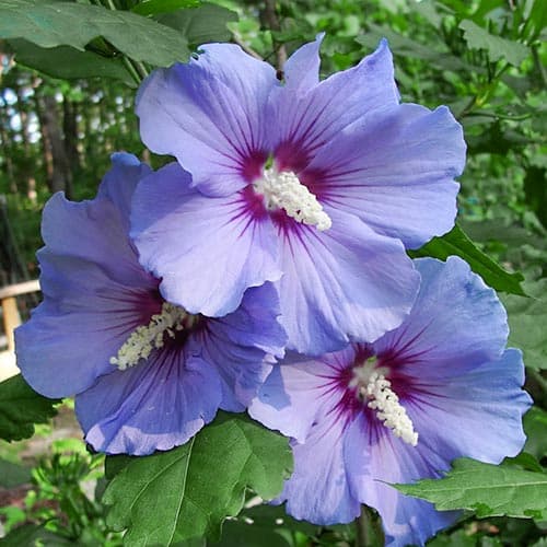 1 db, Hibiszkusz Blue - Palánták: Mod de ambalare: 1 db