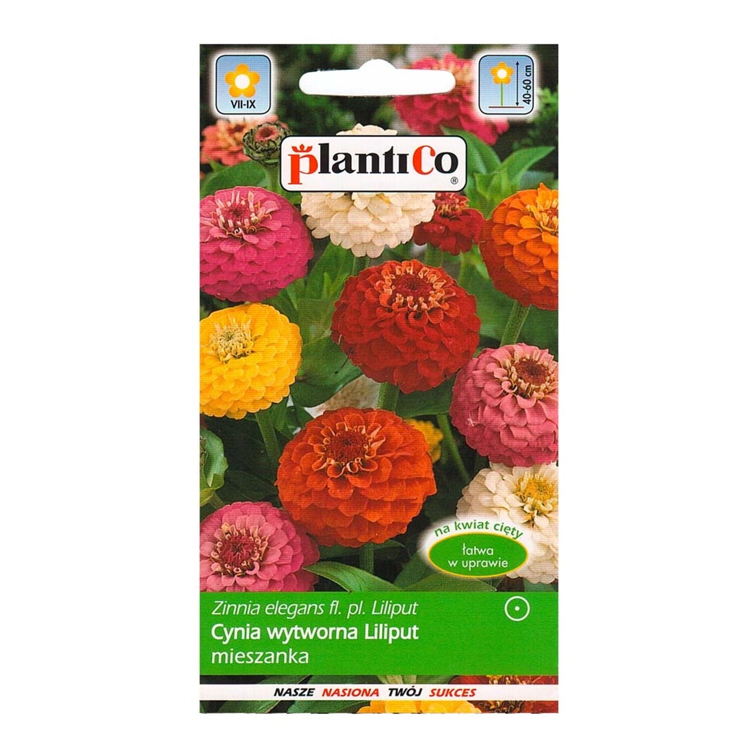 Cynia wytworna Daliowa Liliput