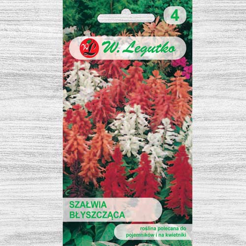 1 pac, Salvie decorativă, mix multicolor Legutko - Semințe: Mod de ambalare: 0.3 g