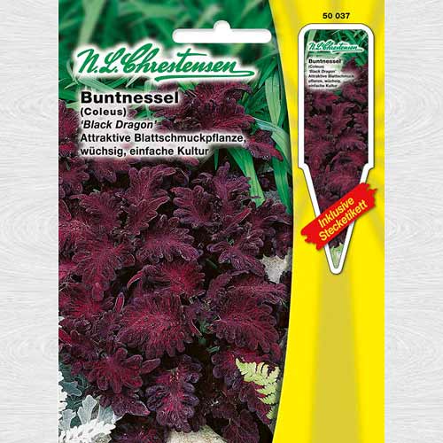 1 pac, Urzică decorativă (Coleus) Black Dragon - Semințe: Mod de ambalare: 1 pac