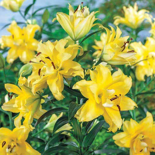 2 buc, Crin uriaș Exotic Sun - Bulbi: Mod de ambalare: 2 buc