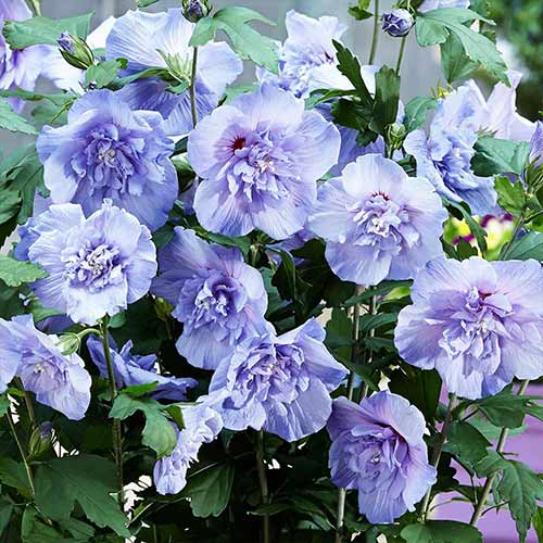 1 buc, Hibiscus Blue Chiffon - Puieți: Mod de ambalare: 1 buc