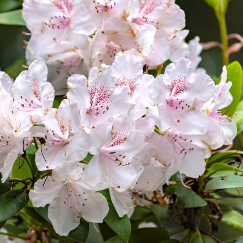 1 buc, Rhododendron Cream Crest, Р9 - Răsaduri: Mod de ambalare: 1 buc