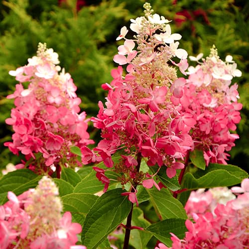 1 buc, Hortensia paniculată Red Star, Р9 - Răsaduri: Mod de ambalare: 1 buc